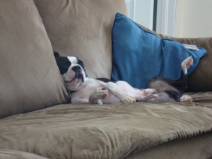 Boston terrier hotspots sale